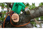 Tree cutting in Los Angeles - Gabriel Tree Services